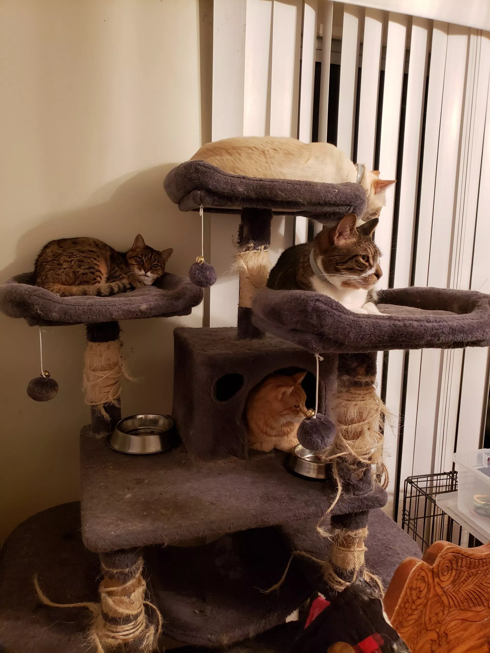 cat-shelter1
