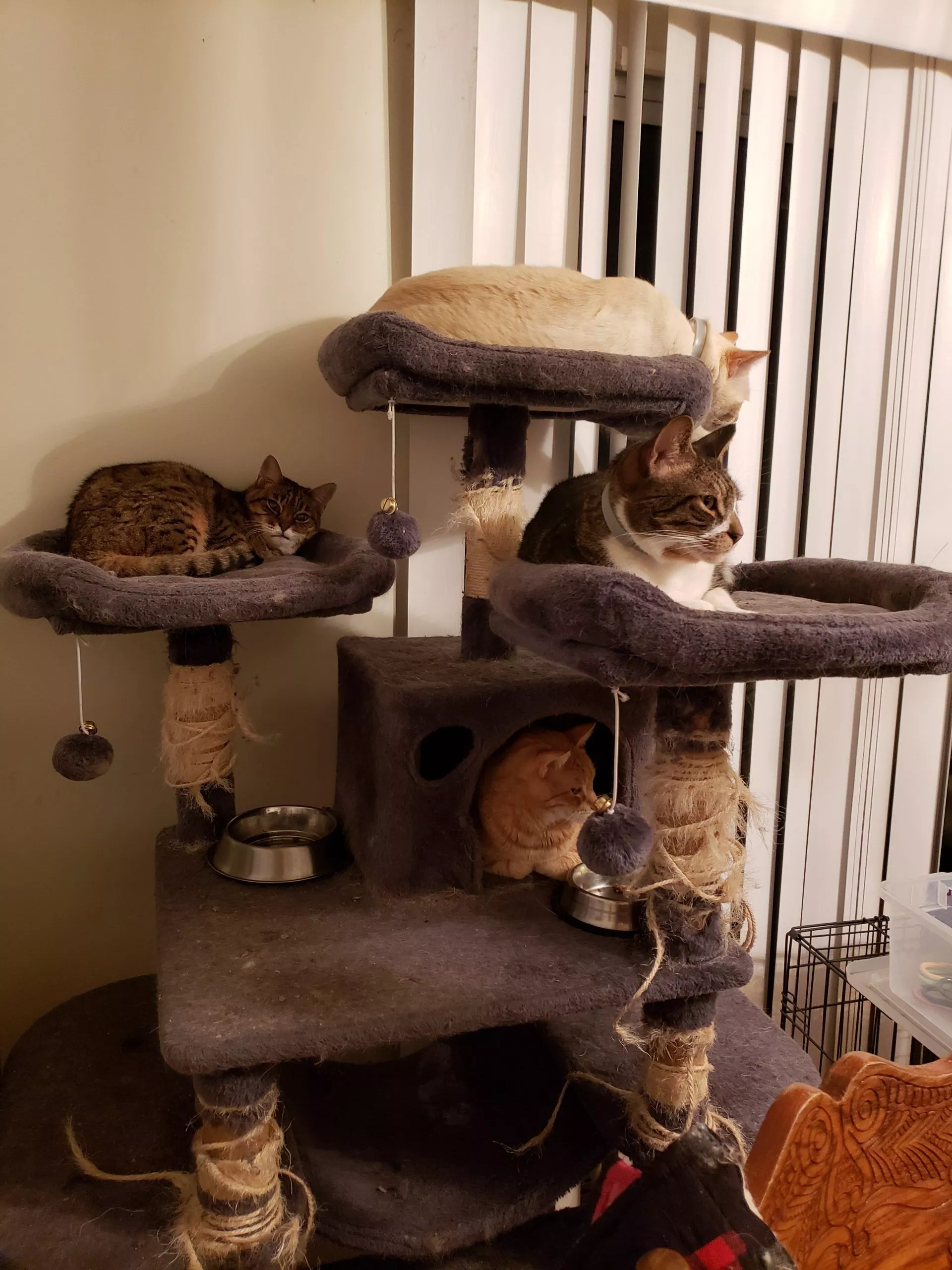 Cat Shelter