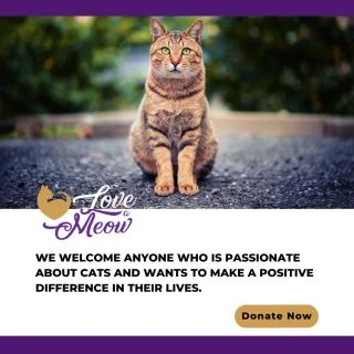 cat shelter