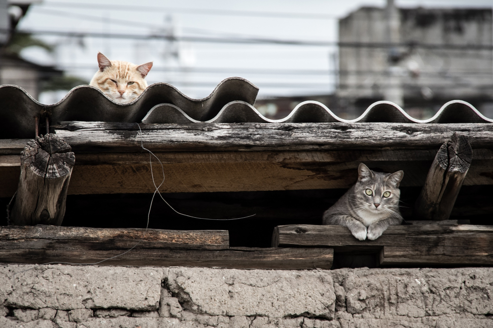 9 Signs You've Found Your Ideal Companion At a Cat Rescue Shelter 1 24690